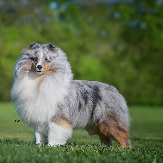 Bradshaw shelties sale