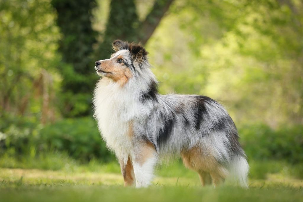 Royal best sale hill shelties