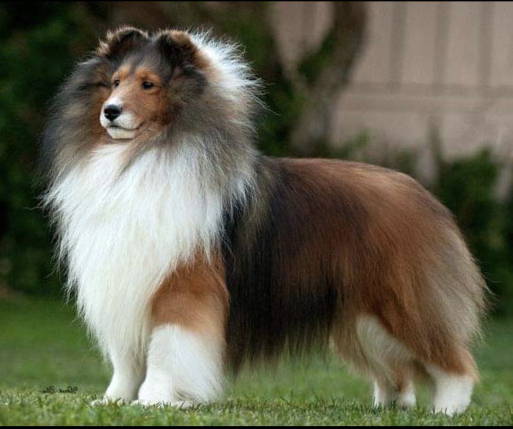 Serendipity shelties hot sale