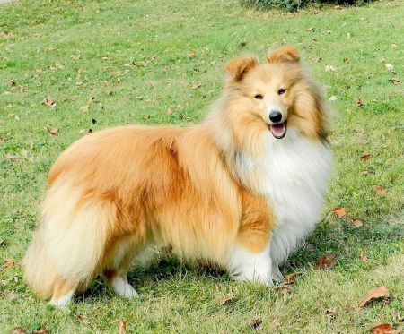 Shetland Sheepdog - The Breed Archive