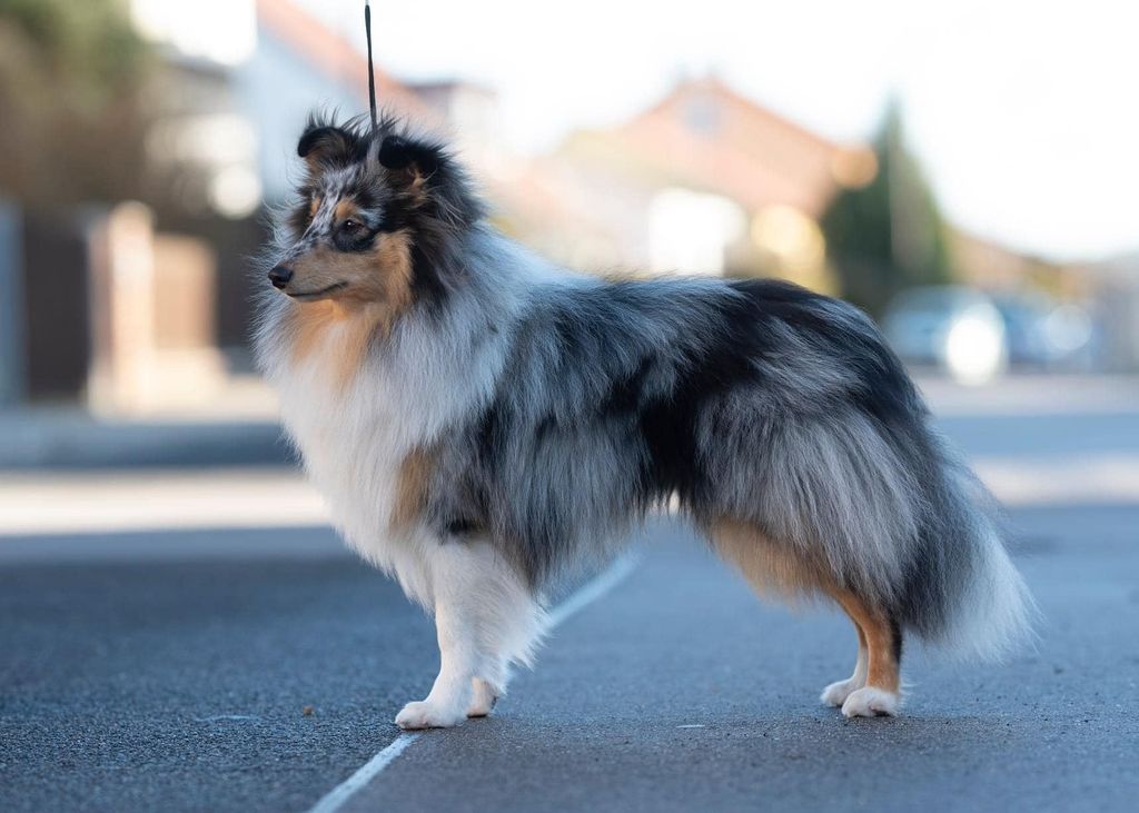 Rivermist shelties 2024