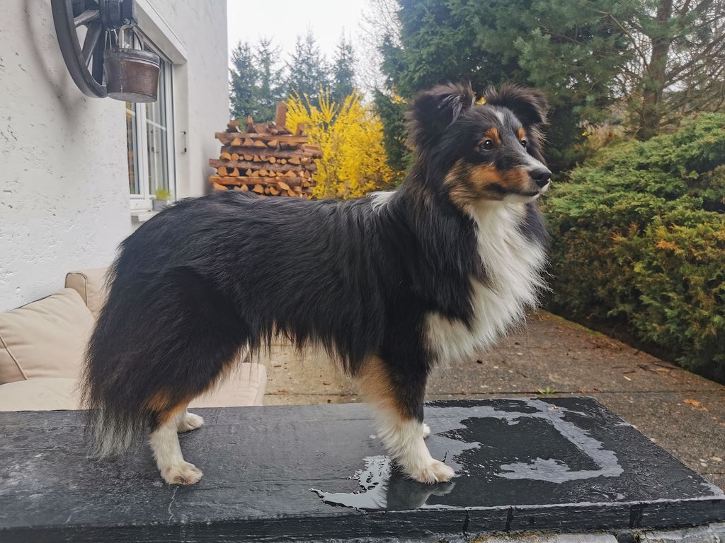 Black best sale tri sheltie