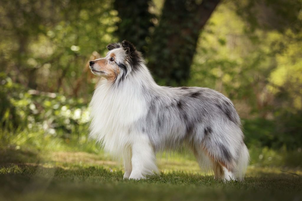 Royal store hill shelties