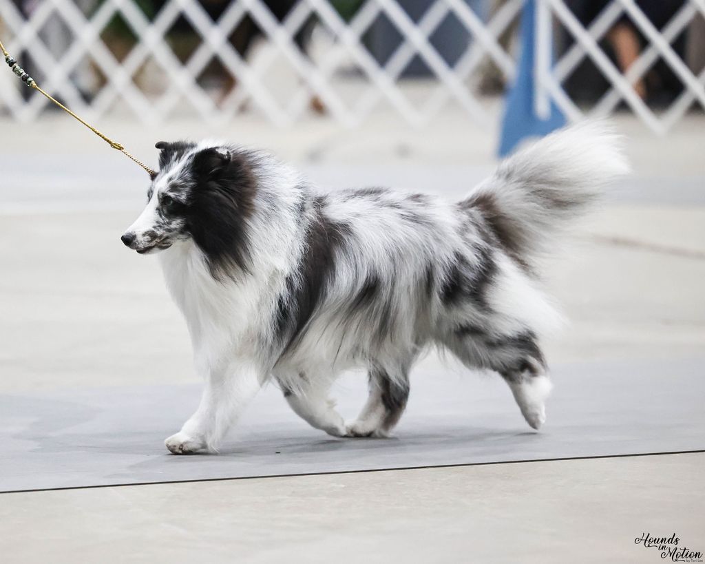 Shetland sheepdog 2024 bi blue