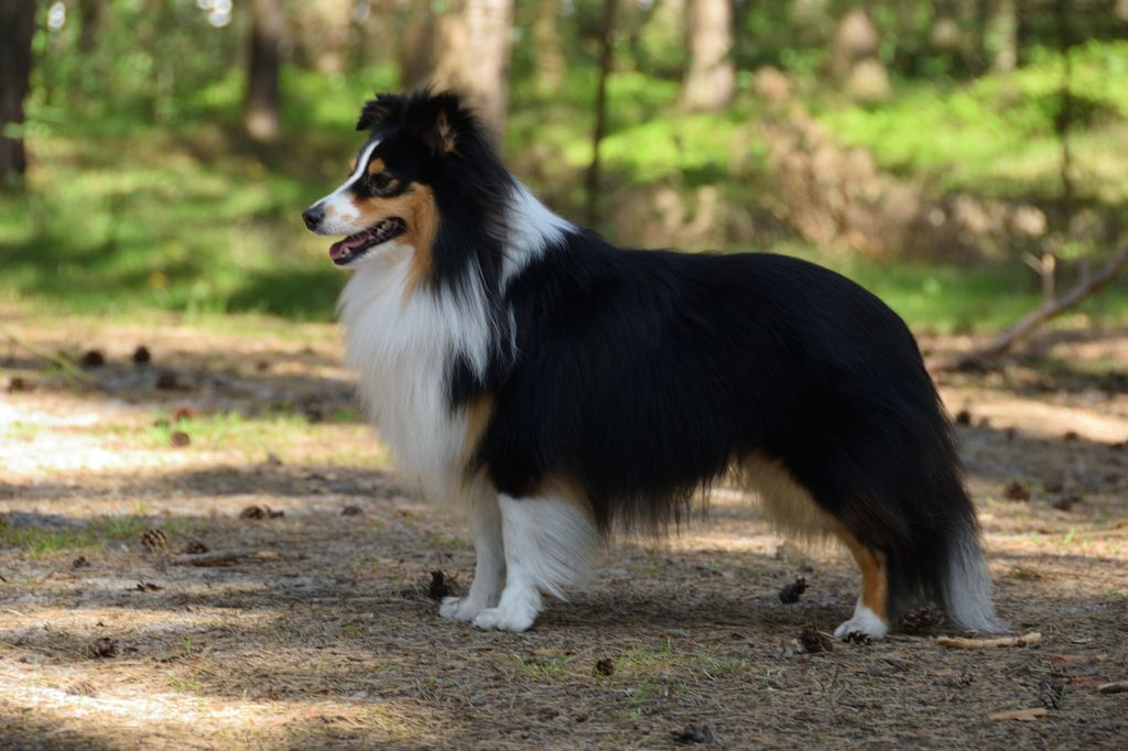 Shetland sheepdog hot sale black