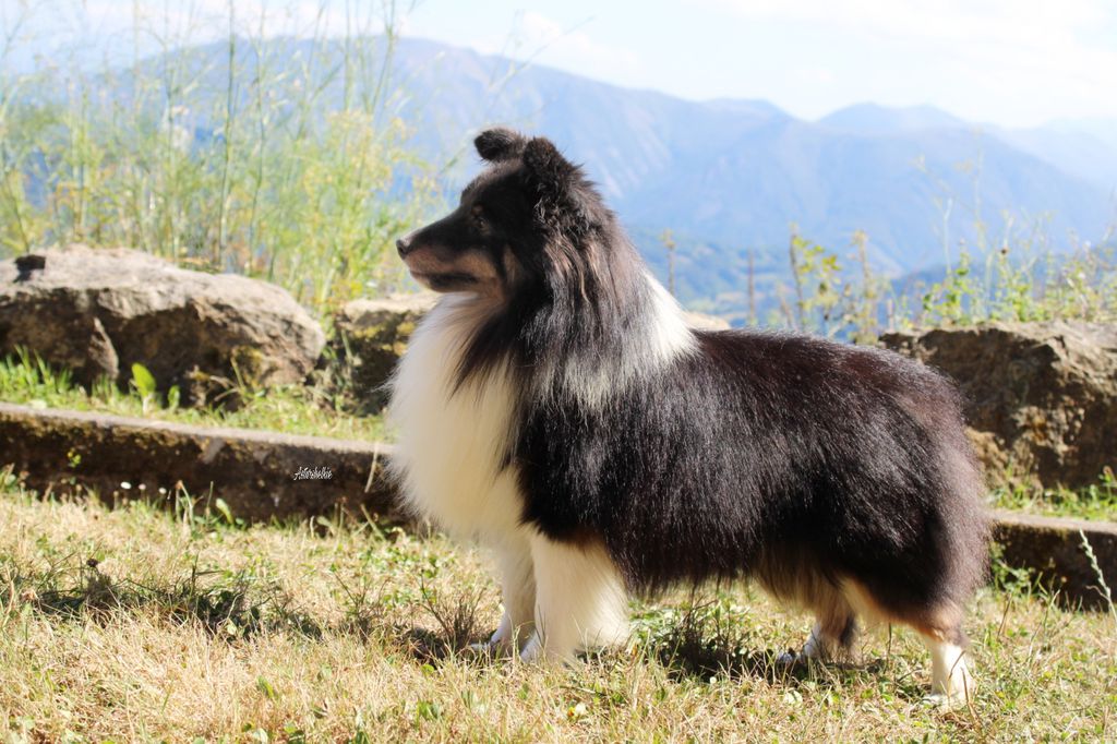 Royal store hill shelties