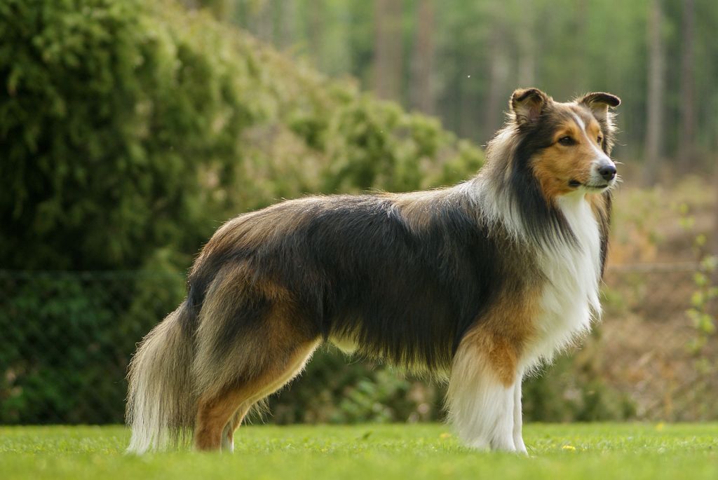 Future haven hot sale shelties