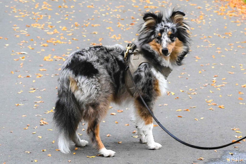 Black best sale diamond shelties