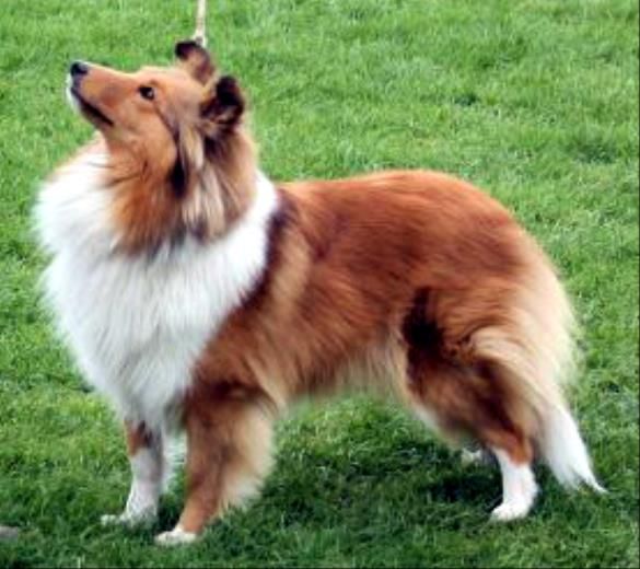 Foxglove shelties best sale