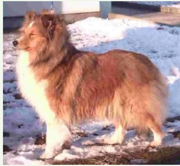 Aratone shelties 2024