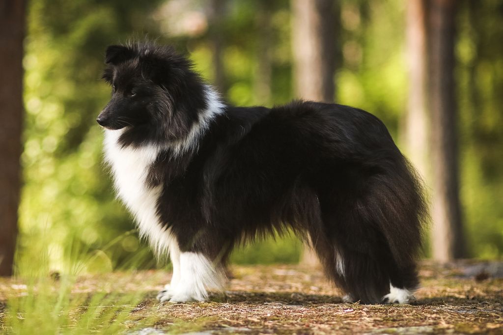 Highbrook store shetland sheepdogs