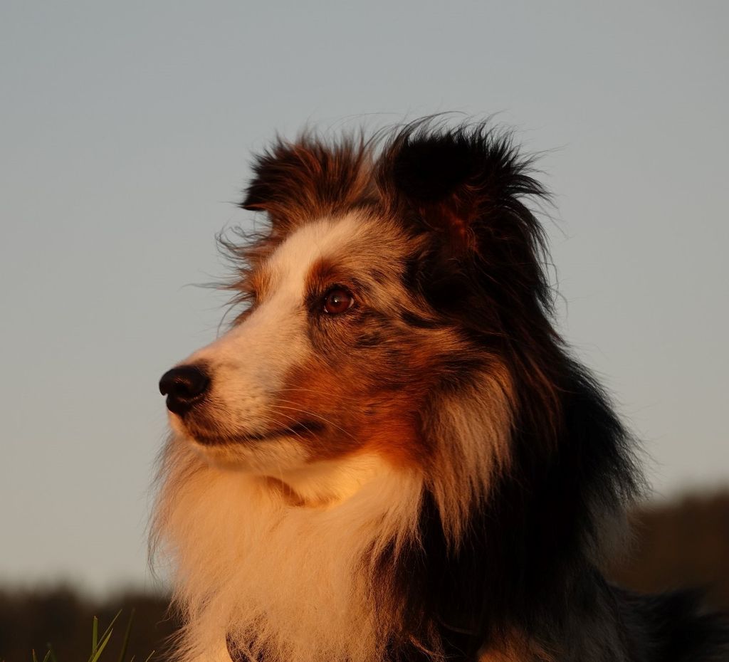 Shelties from store the olympic mountains