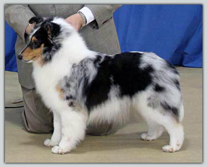 Kismet shelties store