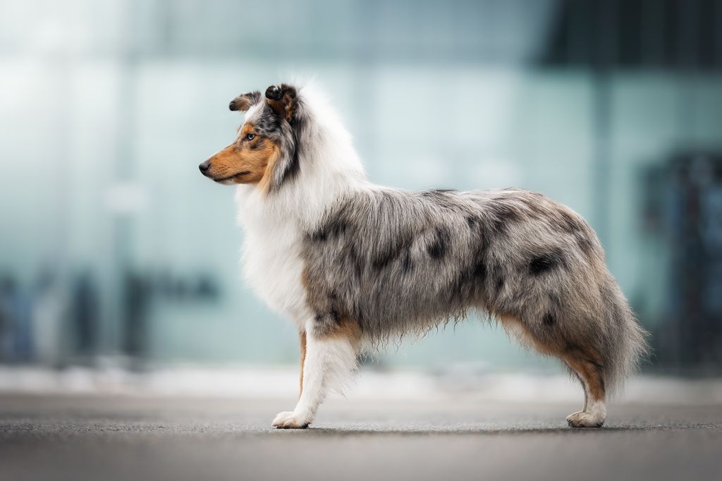 特撮 Shetland Sheepdog (Pet love) Shetland Sheepdog: Temperament, size, life expectancy