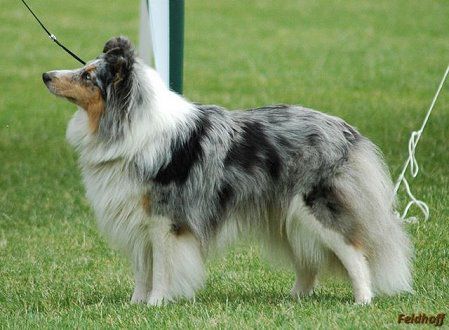 Coastal store view shelties