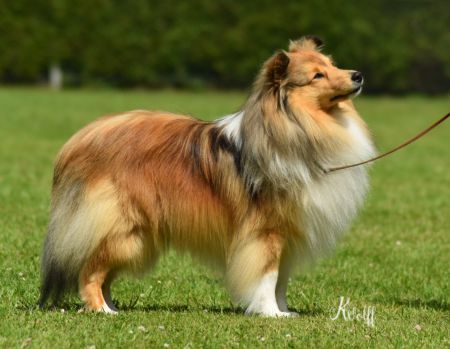 Shetland Sheepdog - The Breed Archive