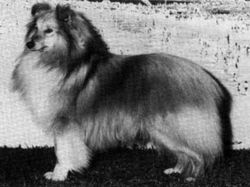 Lythwood shelties 2024