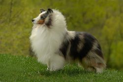 Belmark sheltie best sale