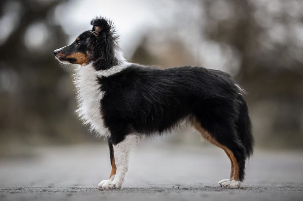 Shetland Sheepdog - The Breed Archive