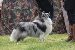 Shetland Sheepdog - The Breed Archive