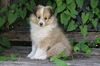Profile picture of the animal